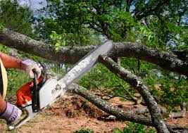 Best Hazardous Tree Removal  in North Middletown, NJ