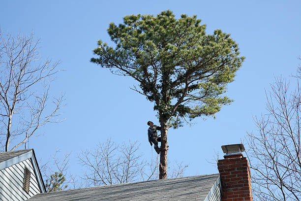  North Middletown, NJ Tree Care Pros