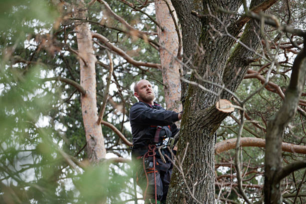 Best Utility Line Clearance  in North Middletown, NJ