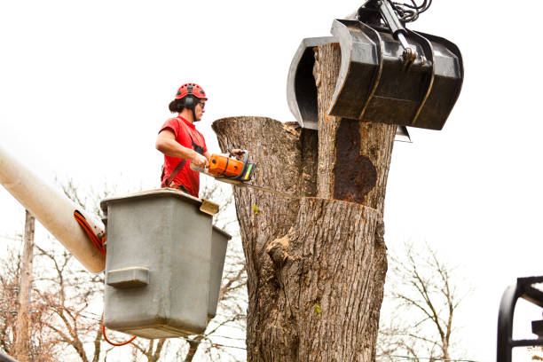 Best Seasonal Cleanup (Spring/Fall)  in North Middletown, NJ